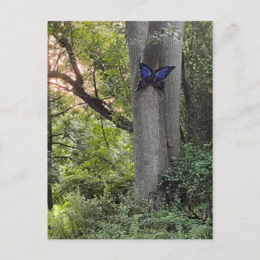 Butterfly Park Postkarte (Vorderseite)