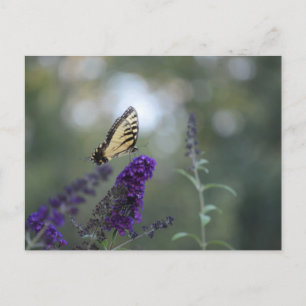 Butterfly Postcard Buddleia mit Bokeh Beautiful Postkarte