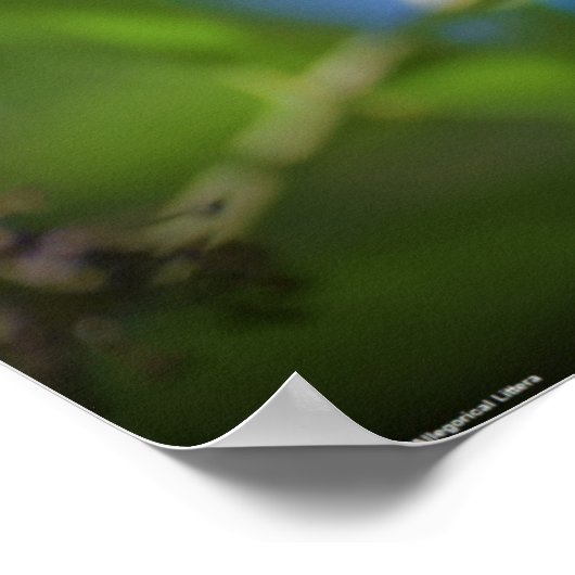 Butterfly,  poster (Ecke)