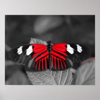 Butterfly Print Poster