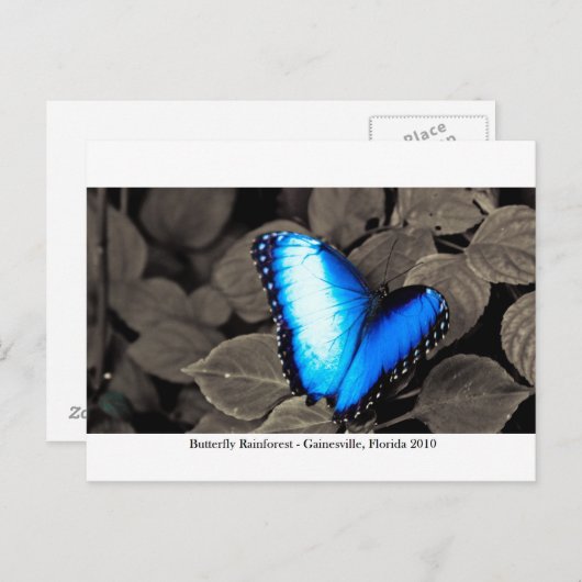 Butterfly Rainforest - Gainesville, FL 002 Postkarte (Vorne/Hinten)
