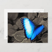 Butterfly Rainforest - Gainesville, FL 003 Postkarte (Vorne/Hinten)