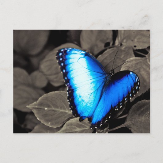 Butterfly Rainforest - Gainesville, FL 003 Postkarte (Vorderseite)