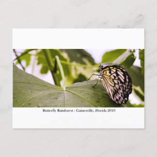 Butterfly Rainforest - Gainesville, FL 005 Postkarte
