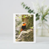 Butterfly Rainforest - Gainesville, FL 009 Postkarte (Stehend Vorderseite)