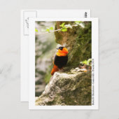 Butterfly Rainforest - Gainesville, FL 009 Postkarte (Vorne/Hinten)