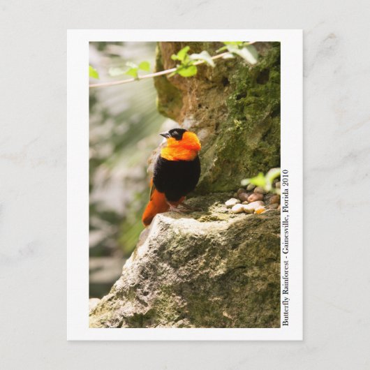 Butterfly Rainforest - Gainesville, FL 009 Postkarte (Vorderseite)