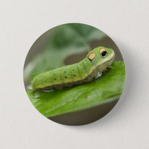 Butterfly Raupe Larva Button