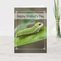 Butterfly Raupe Larva