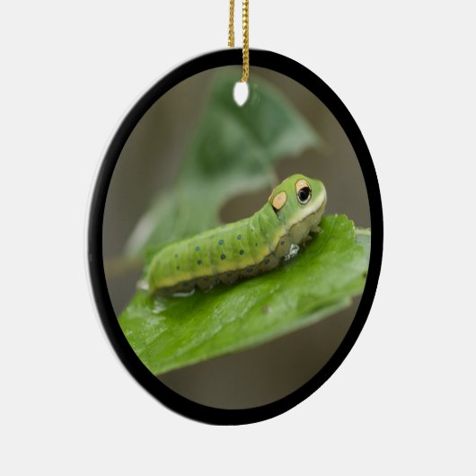 Butterfly Raupe Larva Keramikornament (Rechts)