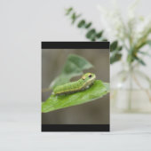 Butterfly Raupe Larva Postkarte (Stehend Vorderseite)