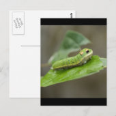 Butterfly Raupe Larva Postkarte (Vorne/Hinten)