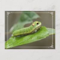 Butterfly Raupe Larva