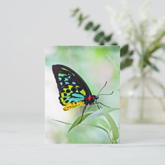 Butterfly-Regenbogenfarben Postkarte (Stehend Vorderseite)