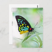 Butterfly-Regenbogenfarben Postkarte (Vorne/Hinten)