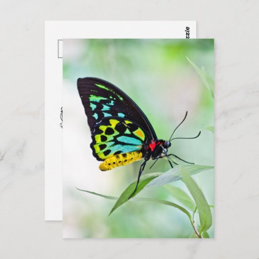 Butterfly-Regenbogenfarben Postkarte (Vorne/Hinten)