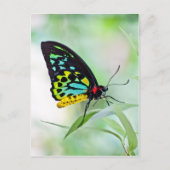 Butterfly-Regenbogenfarben Postkarte (Vorderseite)