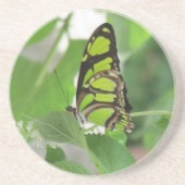 Butterfly Sandstone Untersetzer (Vorne)