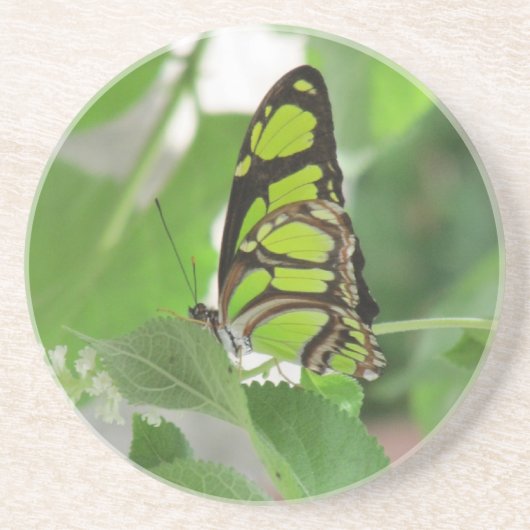 Butterfly Sandstone Untersetzer (Vorne)