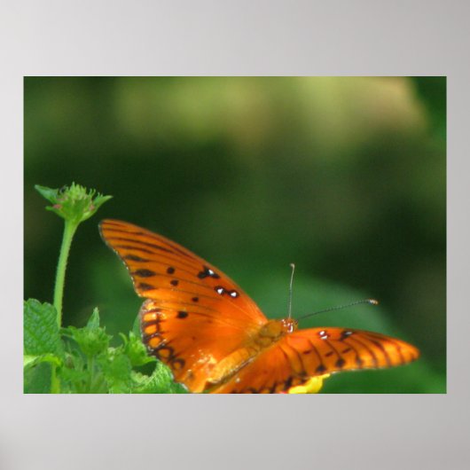 Butterfly-Serie Poster (Vorne)