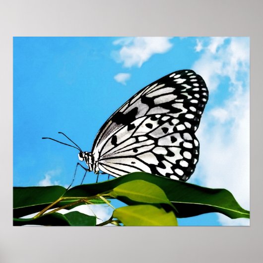 Butterfly & Sky Poster (Vorne)