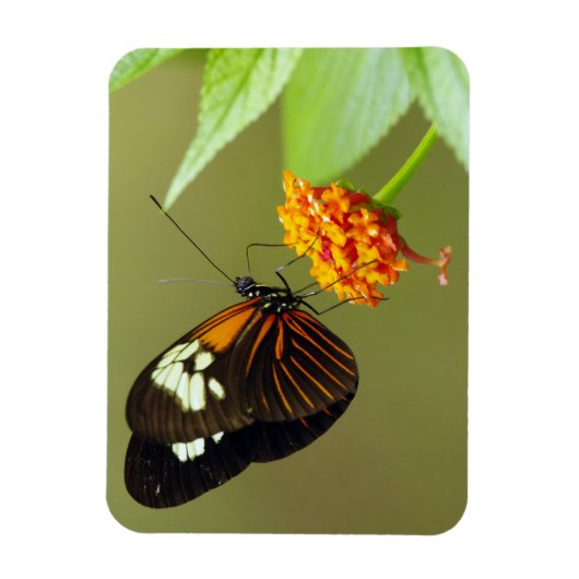 Butterfly Small Magnet (Vertikal)