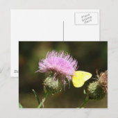 BUTTERFLY & THISTLE POSTCARD POSTKARTE (Vorne/Hinten)