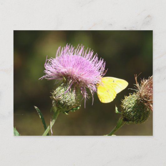 BUTTERFLY & THISTLE POSTCARD POSTKARTE (Vorderseite)