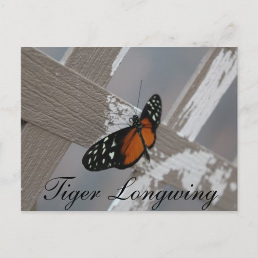 Butterfly Tiger Longwing # 1 Postkarte (Vorderseite)