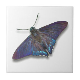 Butterfly Tile - Mangrove Skipper Fliese