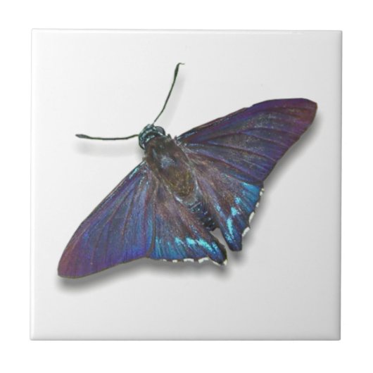 Butterfly Tile - Mangrove Skipper Fliese (Vorderseite)