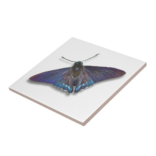 Butterfly Tile - Mangrove Skipper Fliese (Seite)