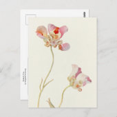 Butterfly Tulip von Margaret Armstrong Postkarte (Vorne/Hinten)