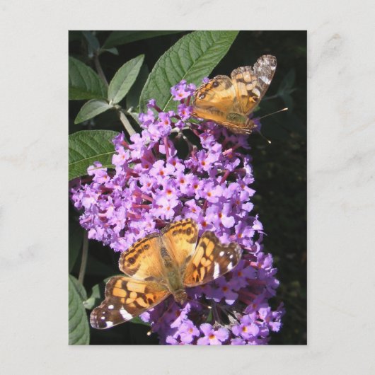Butterfly Twins ~ Postkarte (Vorderseite)