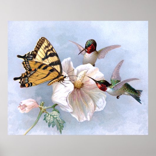 Butterfly und Hummingbirds Poster (Vorne)