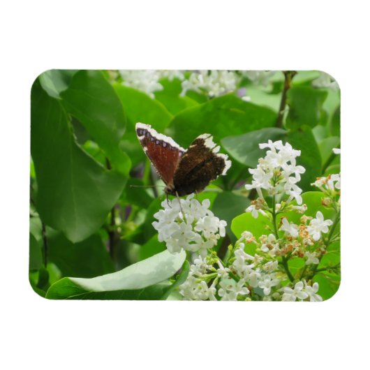Butterfly und Spring Lilac Magnet (Horizontal)