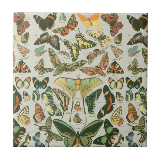 Butterfly Vintag Antique Butterfells Kunst Fliese (Vorderseite)