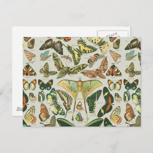 Butterfly Vintag Antique Butterfells Kunst Postkarte (Vorne/Hinten)