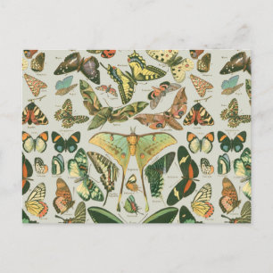Butterfly Vintag Antique Butterfells Kunst Postkarte