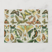 Butterfly Vintag Antique Butterfells Kunst Postkarte (Vorderseite)