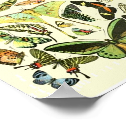 Butterfly Vintag Poster (Ecke)