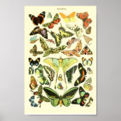 Butterfly Vintag Poster (Vorne)