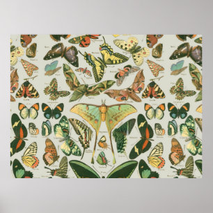 Butterfly Vintages Muster Schmetterlinge Malerei Poster