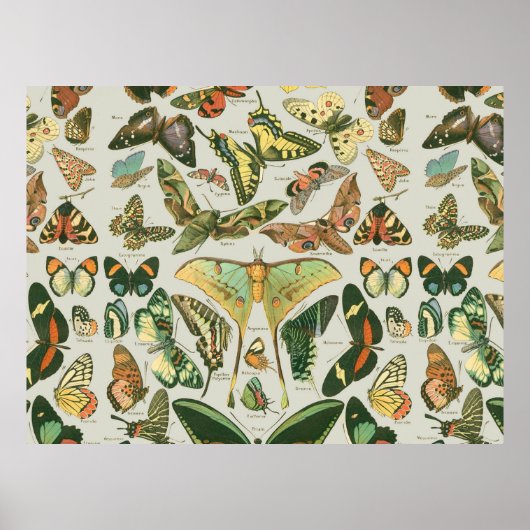 Butterfly Vintages Muster Schmetterlinge Malerei Poster (Vorne)