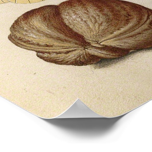 Butterfly Walnut Blume Cherry Wasserfarbe Kunst Poster (Ecke)