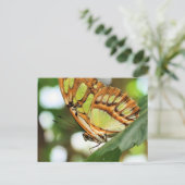 Butterfly Watching Nature Fotografy Postcard Postkarte (Stehend Vorderseite)