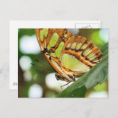 Butterfly Watching Nature Fotografy Postcard Postkarte (Vorne/Hinten)