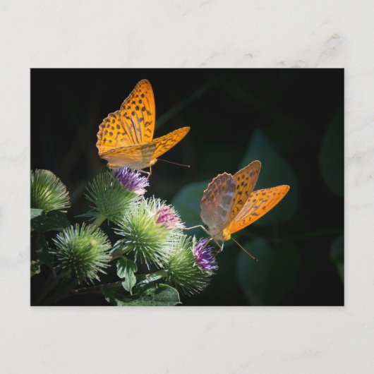 BUTTERFLY WILD LIFE INSECT POSTCROSSING POSTKARTE (Vorderseite)