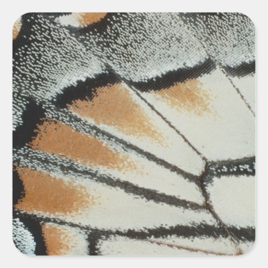 Butterfly Wing Quadratischer Aufkleber (Vorderseite)