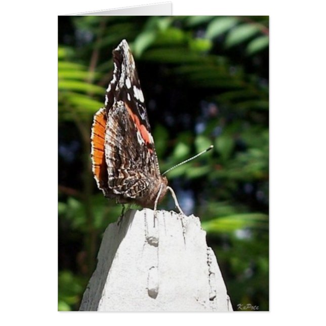 Butterfly Wings (Vorne)